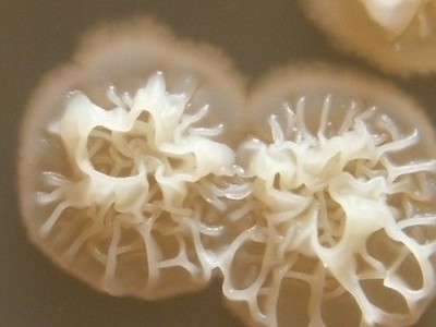 Actinomycetes