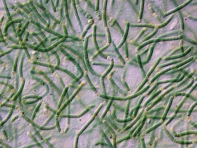 Soil Algae
